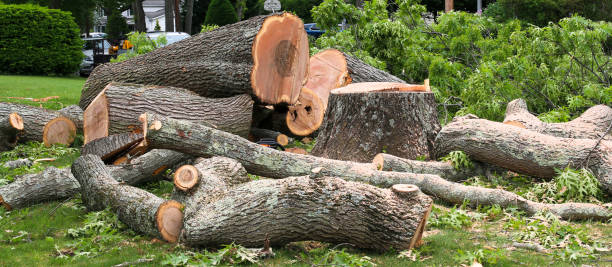 How Our Tree Care Process Works  in  Yuma, CO